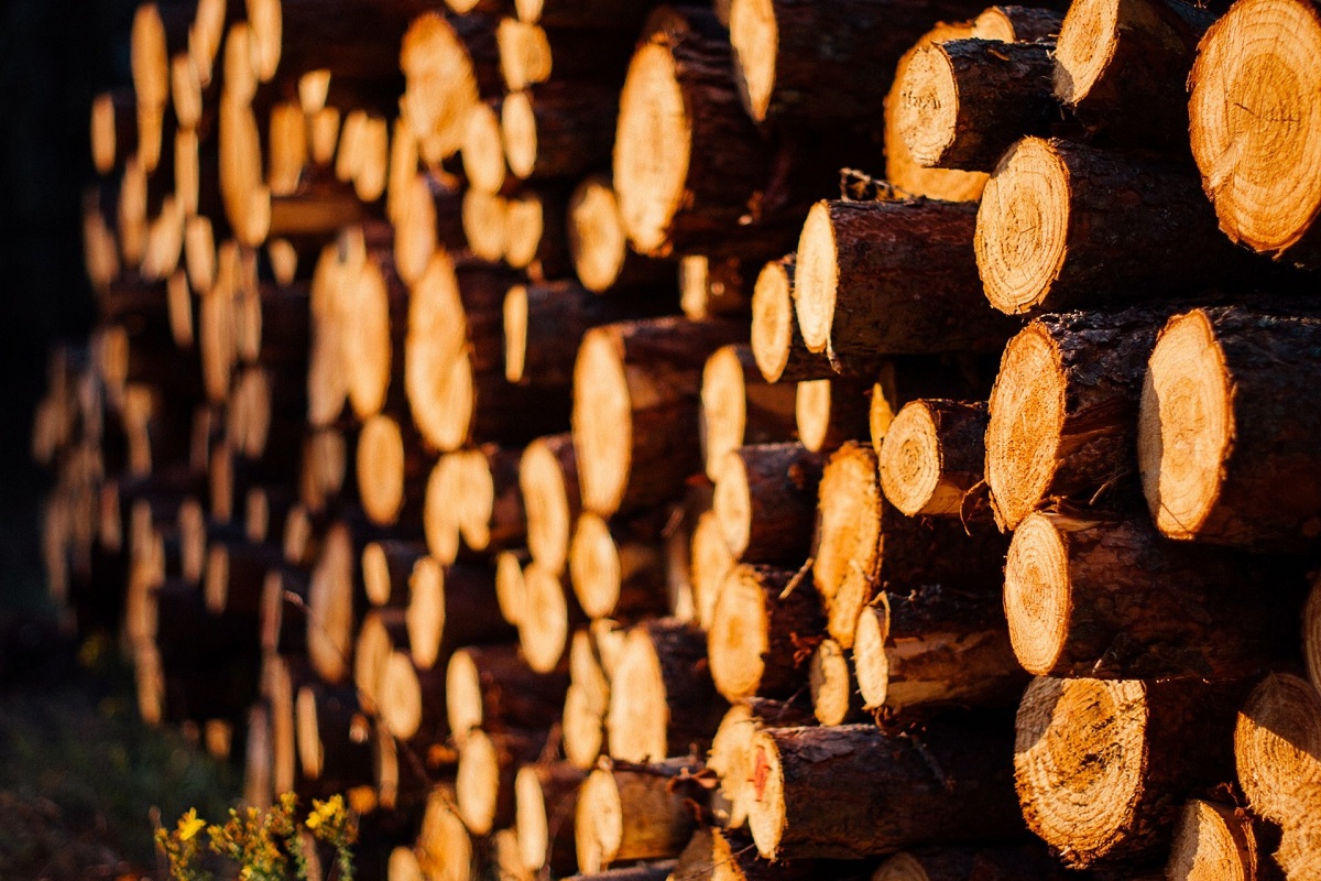 Россия стала поставлять меньше древесины за рубеж