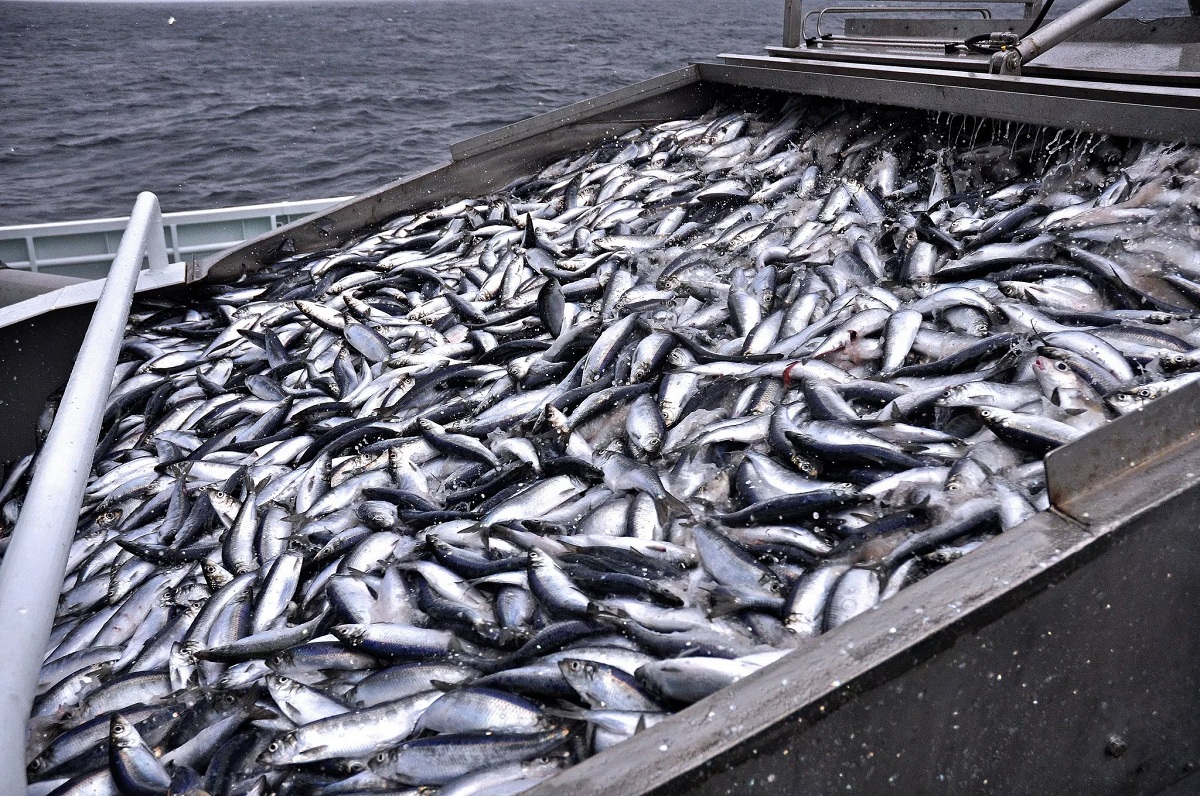 Российская Федерация увеличила объемы экспорта рыбы