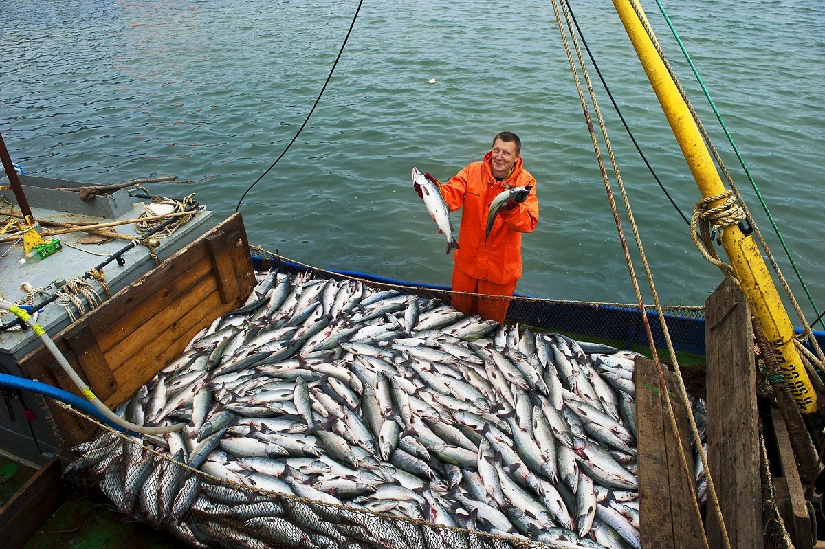 В РФ увеличилась рыбодобыча
