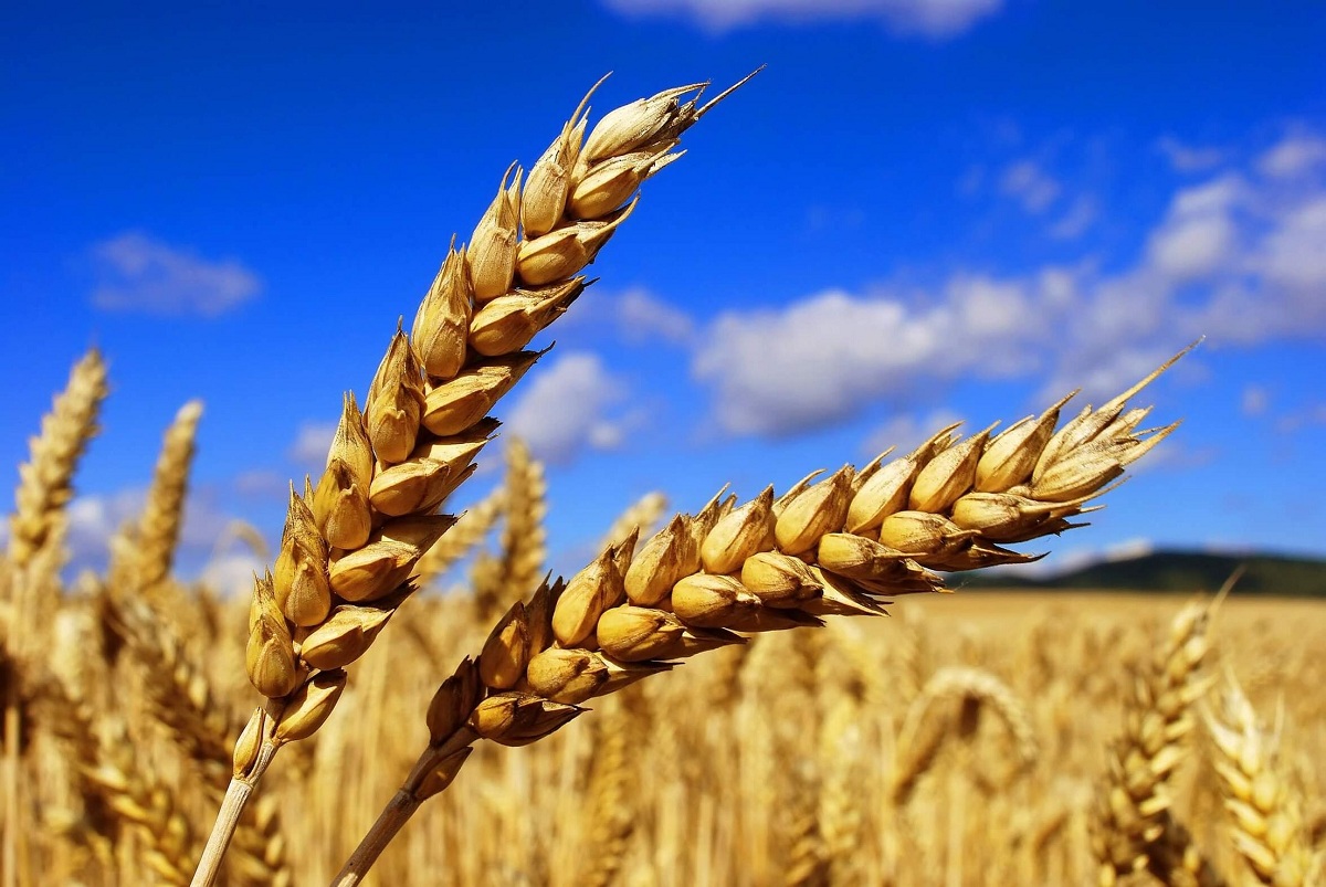 РФ стала поставлять больше пшеницы за границу
