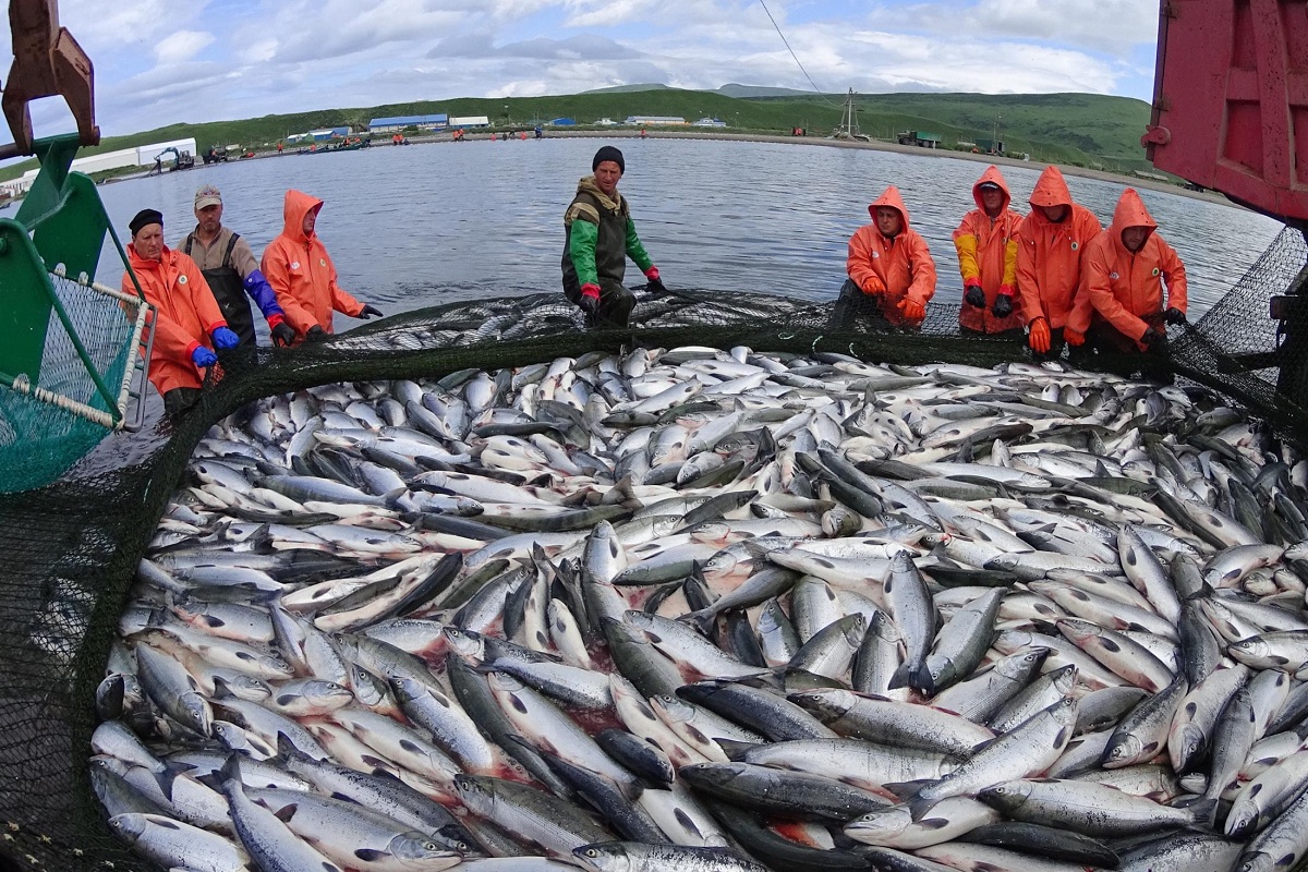 Российские рыбаки нарастили улов