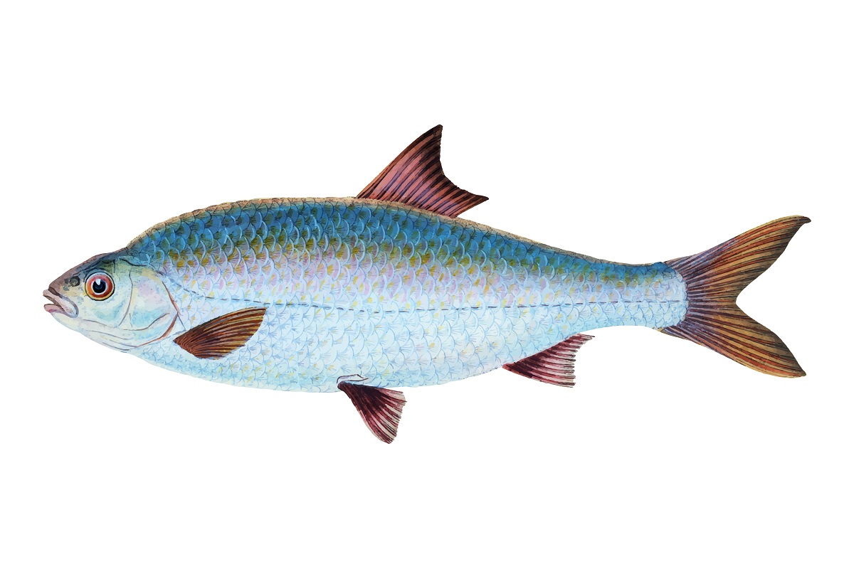 Сократились объемы вылова рыбы